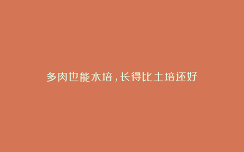 多肉也能水培,长得比土培还好!