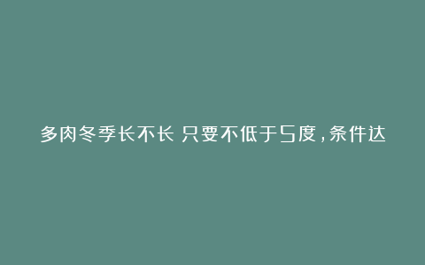 多肉冬季长不长?只要不低于5度,条件达到,比任何季节都长得快