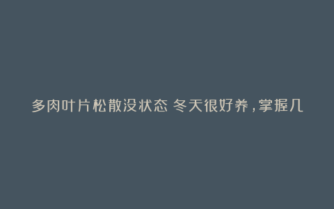 多肉叶片松散没状态?冬天很好养,掌握几点,轻松养出漂亮状态