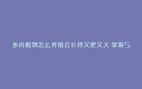 多肉植物怎么养殖会长得又肥又大?掌握5个方法即可