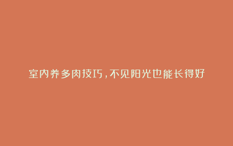 室内养多肉技巧,不见阳光也能长得好