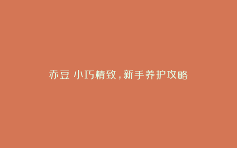 赤豆:小巧精致,新手养护攻略