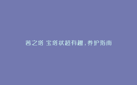茜之塔:宝塔状超有趣,养护指南