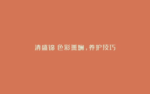 清盛锦：色彩斑斓，养护技巧