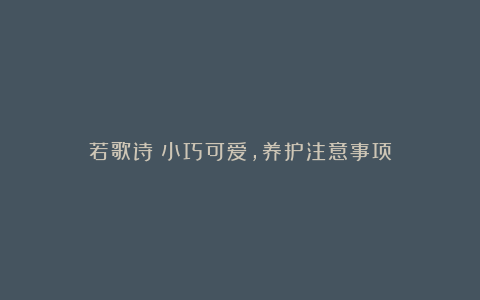 若歌诗:小巧可爱,养护注意事项