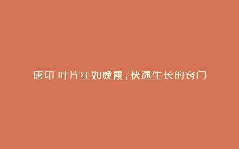 唐印:叶片红如晚霞,快速生长的窍门