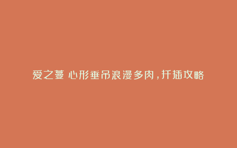 爱之蔓:心形垂吊浪漫多肉,扦插攻略