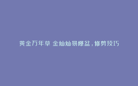 黄金万年草：金灿灿易爆盆，修剪技巧