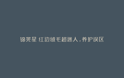 锦晃星:红边绒毛超迷人,养护误区