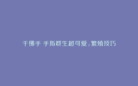 千佛手:手指群生超可爱,繁殖技巧