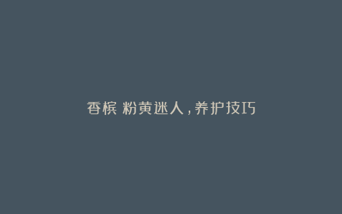 香槟：粉黄迷人，养护技巧