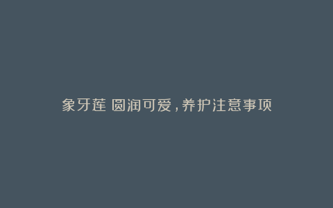 象牙莲:圆润可爱,养护注意事项