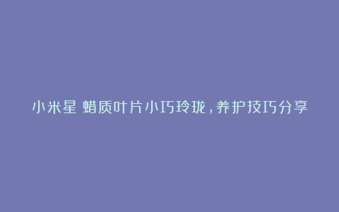 小米星：蜡质叶片小巧玲珑，养护技巧分享