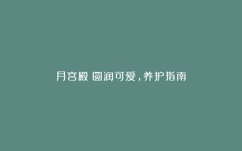 月宫殿:圆润可爱,养护指南