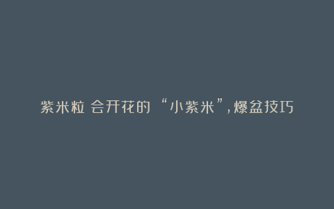 紫米粒:会开花的 “小紫米”,爆盆技巧