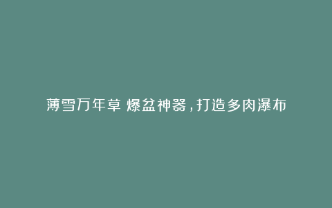 薄雪万年草：爆盆神器，打造多肉瀑布