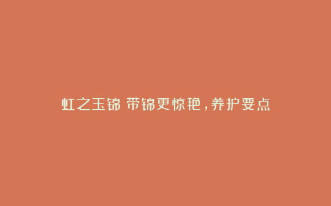 虹之玉锦：带锦更惊艳，养护要点
