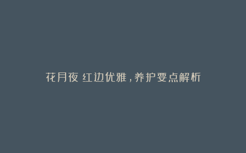 花月夜：红边优雅，养护要点解析