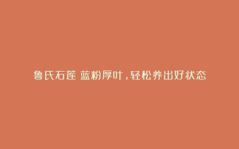 鲁氏石莲：蓝粉厚叶，轻松养出好状态