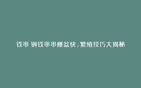 钱串:铜钱串串爆盆快,繁殖技巧大揭秘
