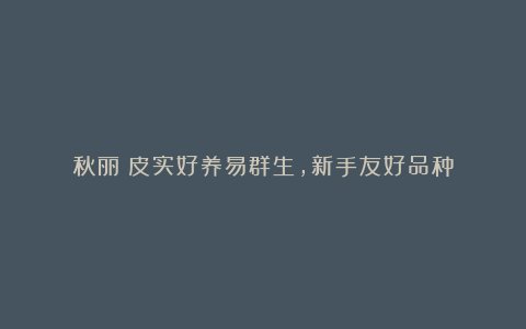 秋丽:皮实好养易群生,新手友好品种