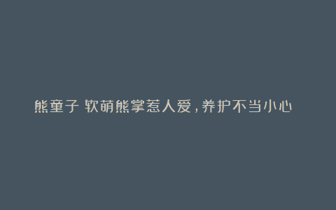 熊童子：软萌熊掌惹人爱，养护不当小心 “掉爪子”