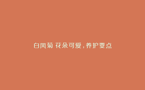白凤菊:花朵可爱,养护要点