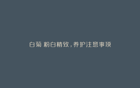 白菊：粉白精致，养护注意事项