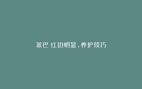 苯巴：红边明显，养护技巧