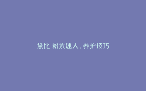 黛比:粉紫迷人,养护技巧