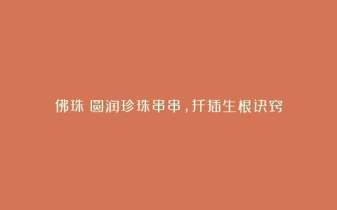 佛珠：圆润珍珠串串，扦插生根诀窍