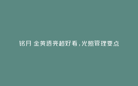 铭月：金黄透亮超好看，光照管理要点