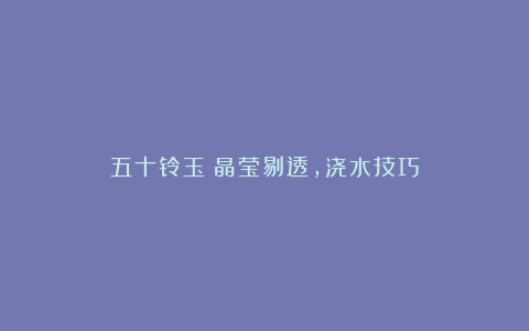 五十铃玉:晶莹剔透,浇水技巧