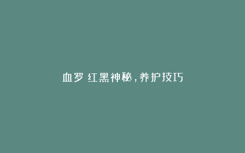 血罗:红黑神秘,养护技巧