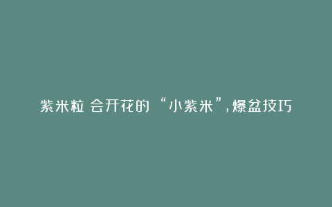 紫米粒：会开花的 “小紫米”，爆盆技巧