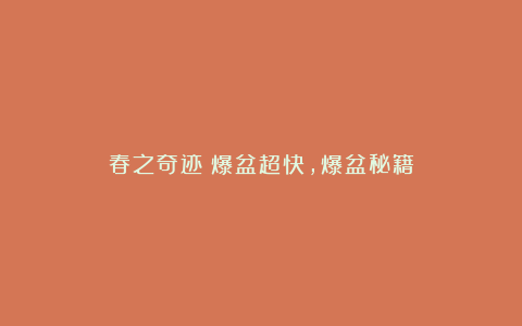 春之奇迹：爆盆超快，爆盆秘籍