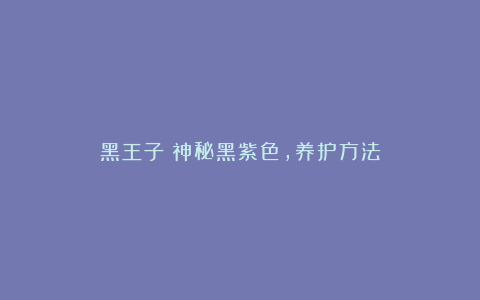 黑王子:神秘黑紫色,养护方法