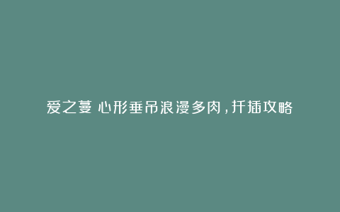 爱之蔓:心形垂吊浪漫多肉,扦插攻略