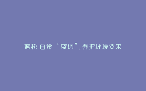 蓝松：自带 “蓝调”，养护环境要求