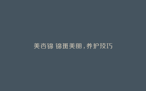 美杏锦:锦斑美丽,养护技巧