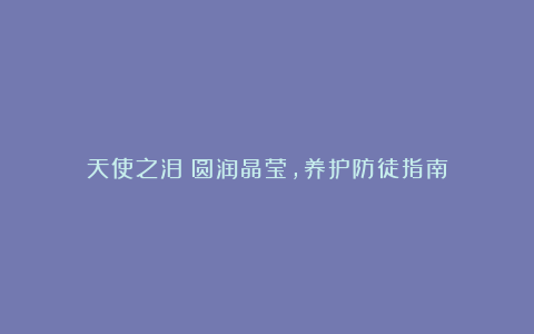 天使之泪:圆润晶莹,养护防徒指南