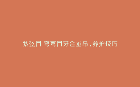 紫弦月：弯弯月牙会垂吊，养护技巧