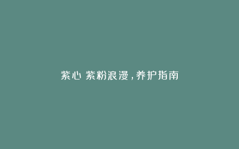 紫心:紫粉浪漫,养护指南