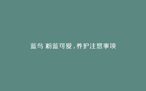 蓝鸟：粉蓝可爱，养护注意事项